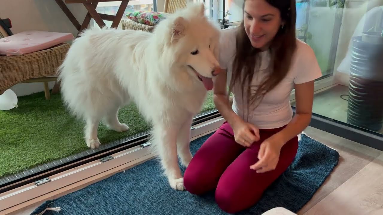 You Won’t Believe How Happy My Samoyed Gets Playing Ball! 🐶🎾