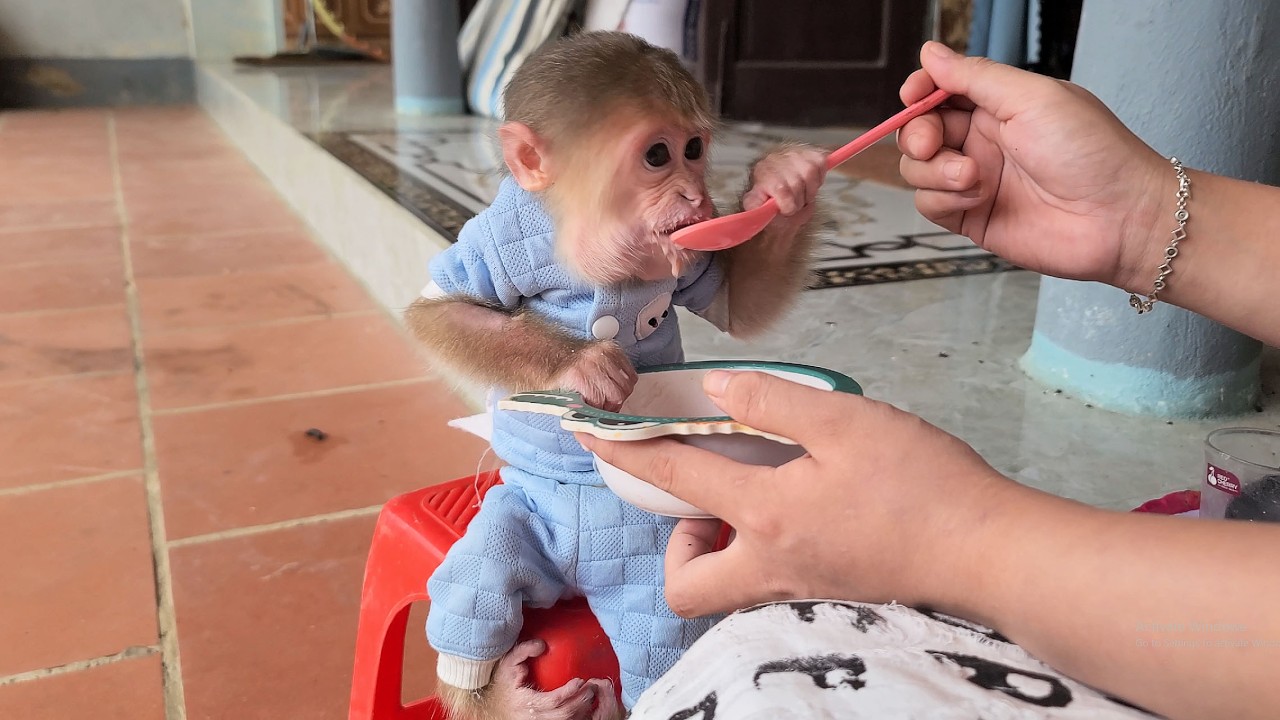 Mom prepares medicine and breakfast as soon as monkey David wakes up