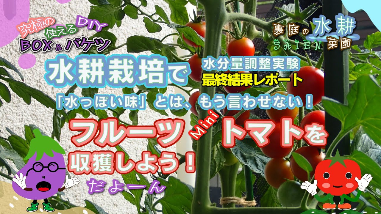 【裏庭の水耕菜園＃42】ミニトマトの甘みを増す収穫方法〈後編〉水分量調整実験ー総括「水耕栽培でフルーツMiniトマトを収穫しよう！