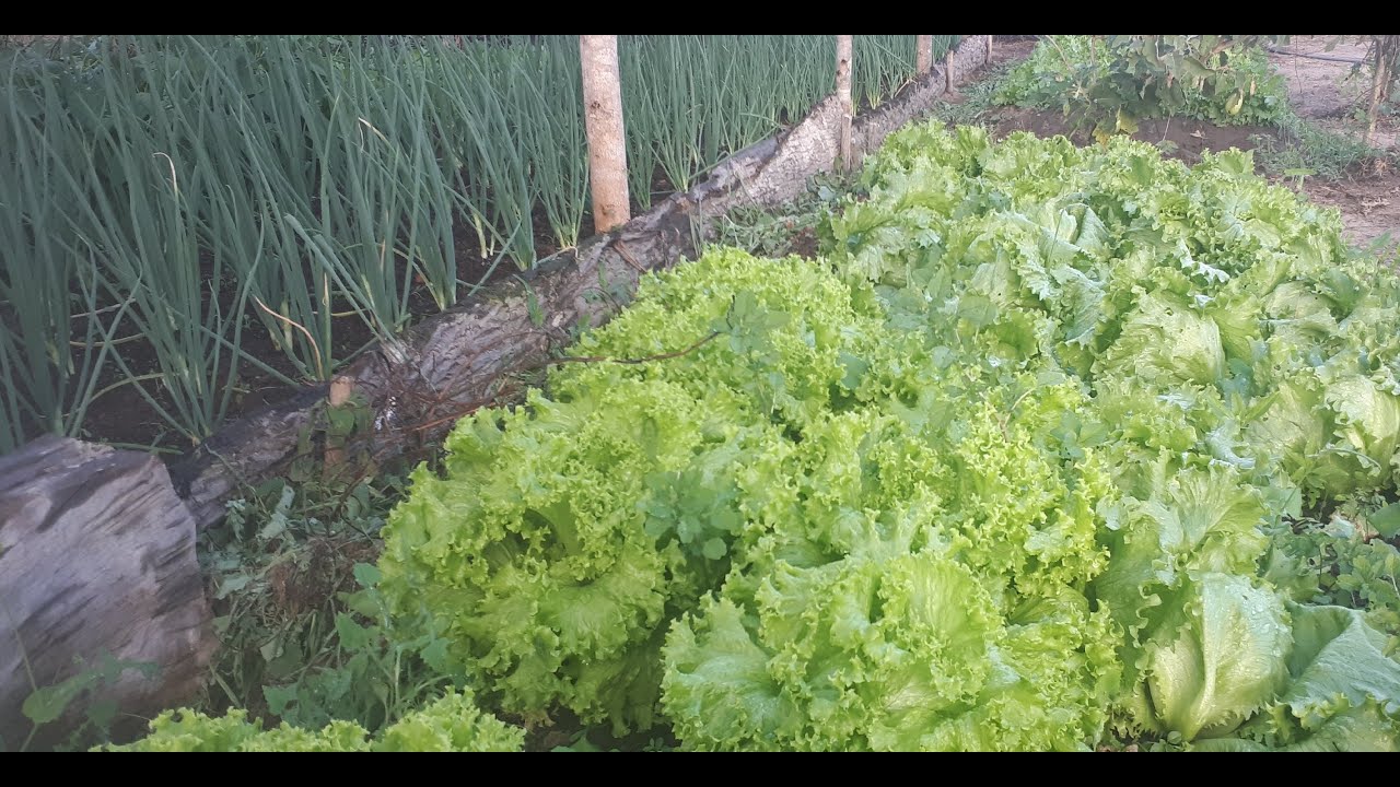 Como adubar seu canteiro e fazer adubação de cobertura em alface, (esterco bovino e cama de frango)!