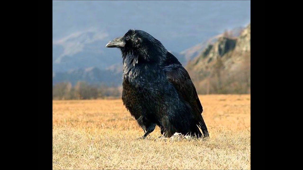 Колір чорний
