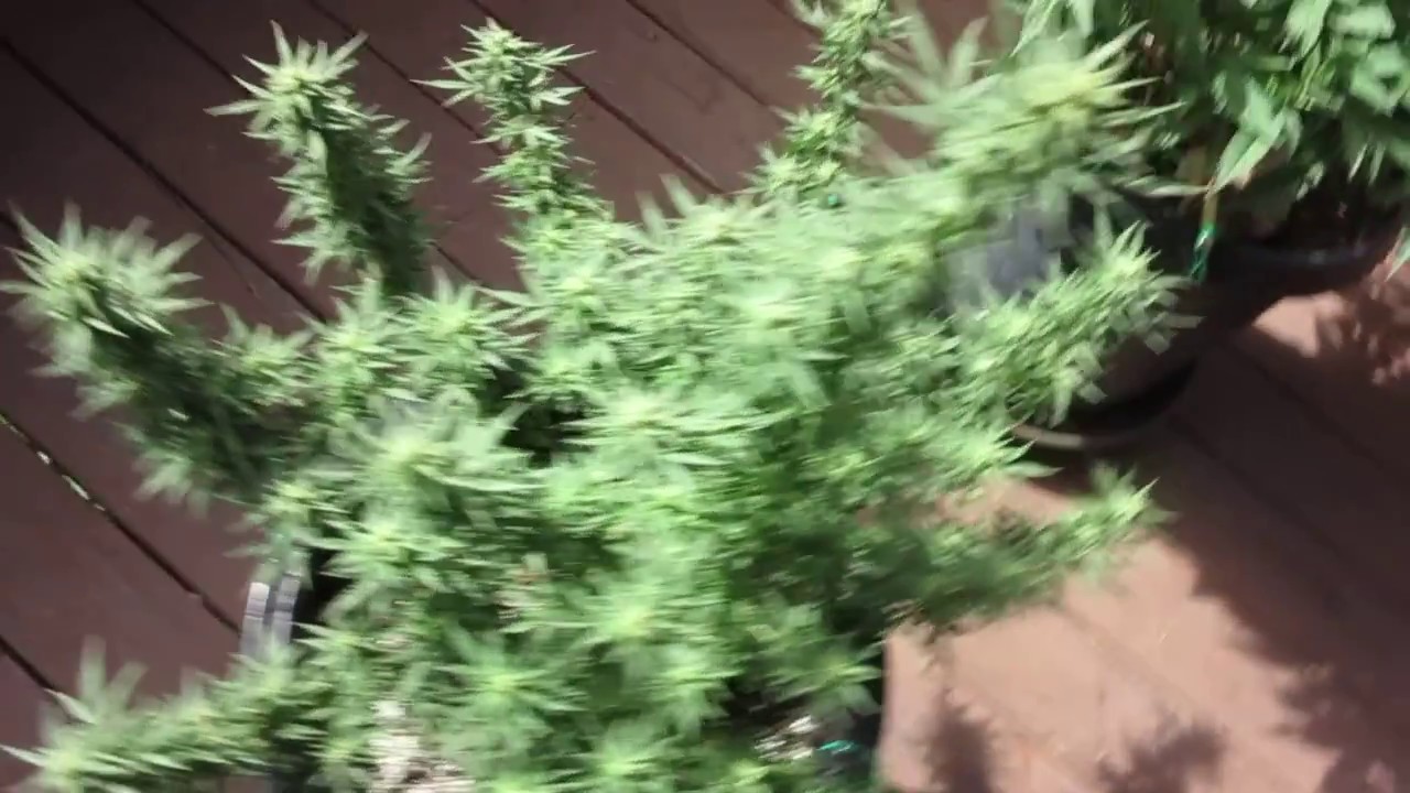 SECRETS OF A CHUCKER    THE BIGKUSH GARDEN COASTAL SOUTHERN CALIFORNIA