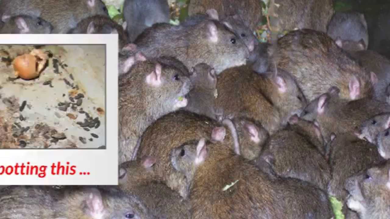 Rodent Extermination by Terminators Pest Control