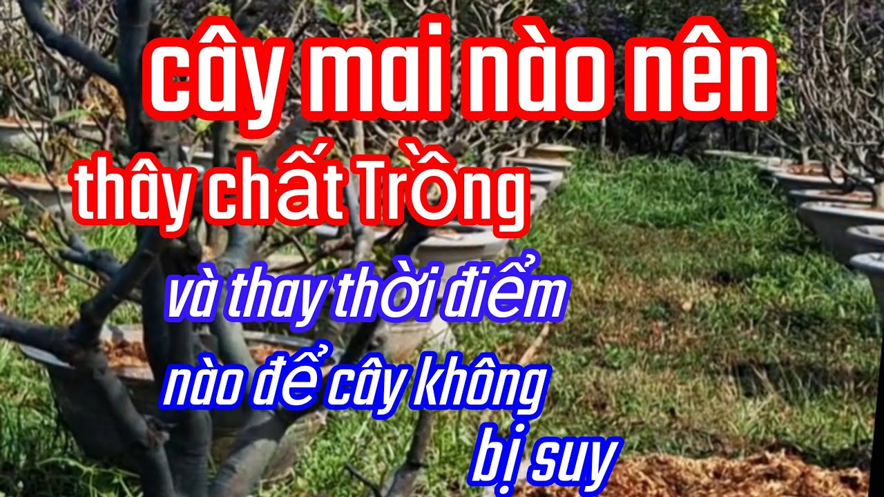 19/1/AL. Cây mai nào nên thay chất Trồng và thay vào thời điểm nào không bị suy cây 