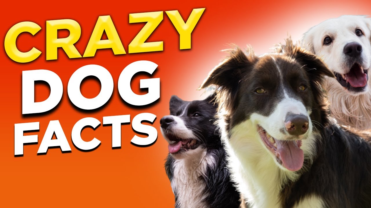 115 Crazy Dog Facts | Crazy Dog Facts You Should Know | Amazing Dog Facts 2022