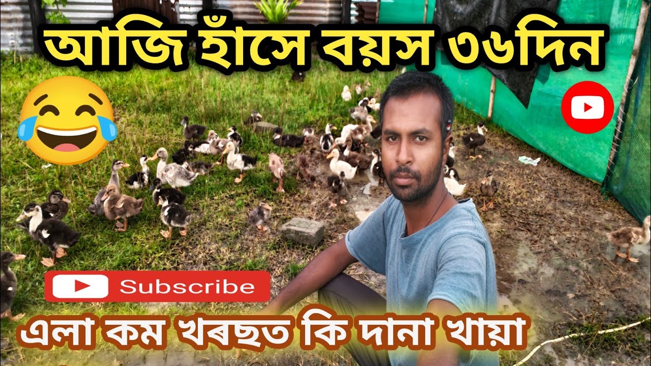 আজি হাঁসেৰ বয়স ৩৬ দিন 😂-Ghoruwavlog 