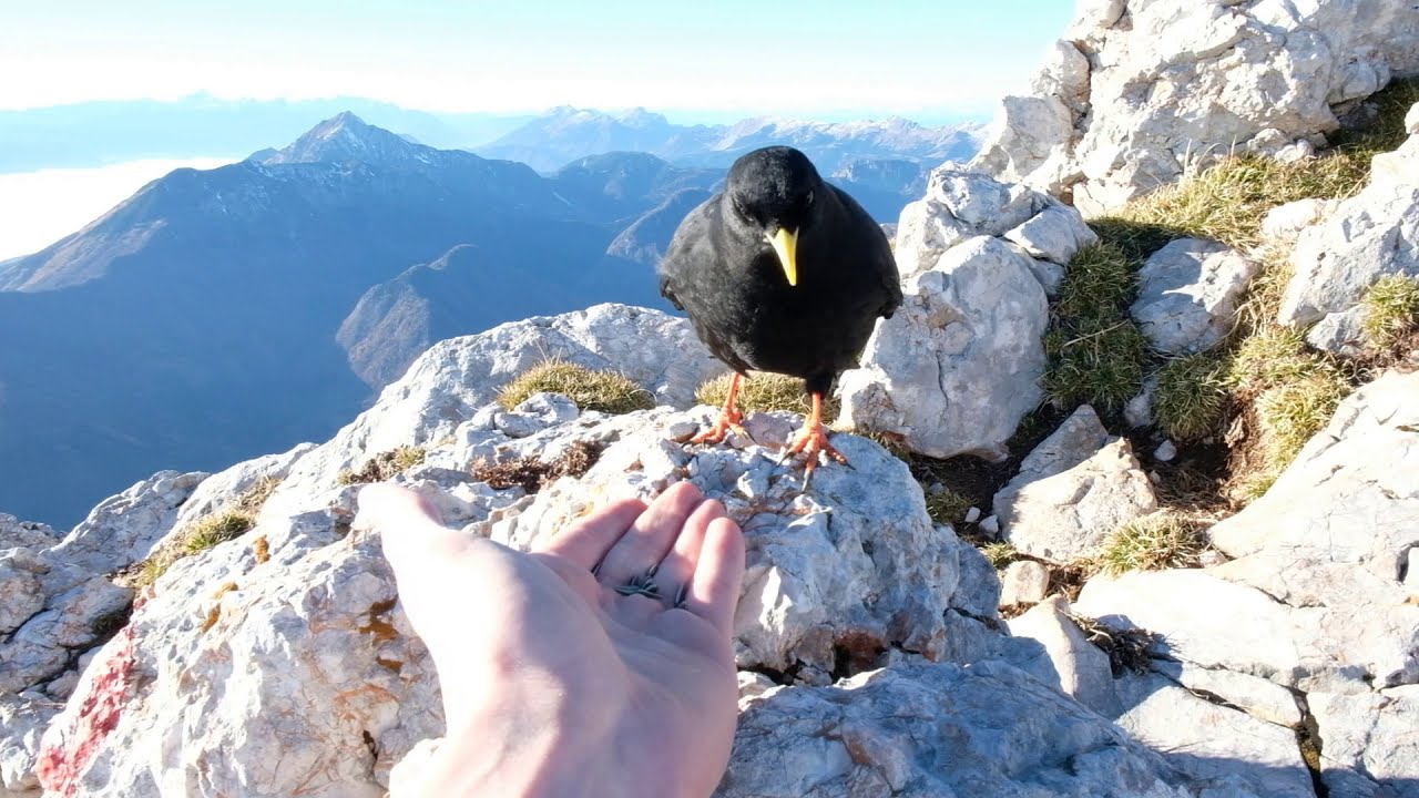 Feeding an Alpine Chough in the Slovenian Alps