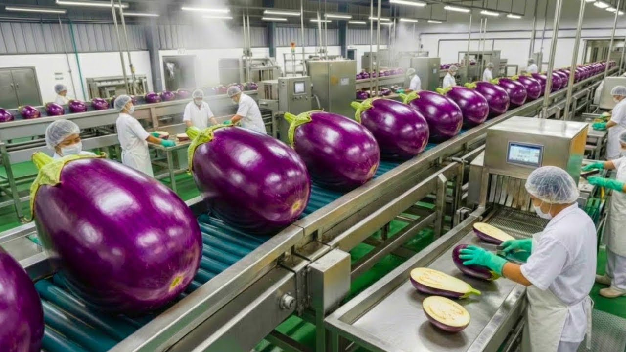 Inside a Giant Eggplant Megafactory:From Colossal Aubergines to Final Premium Product (Full Process)