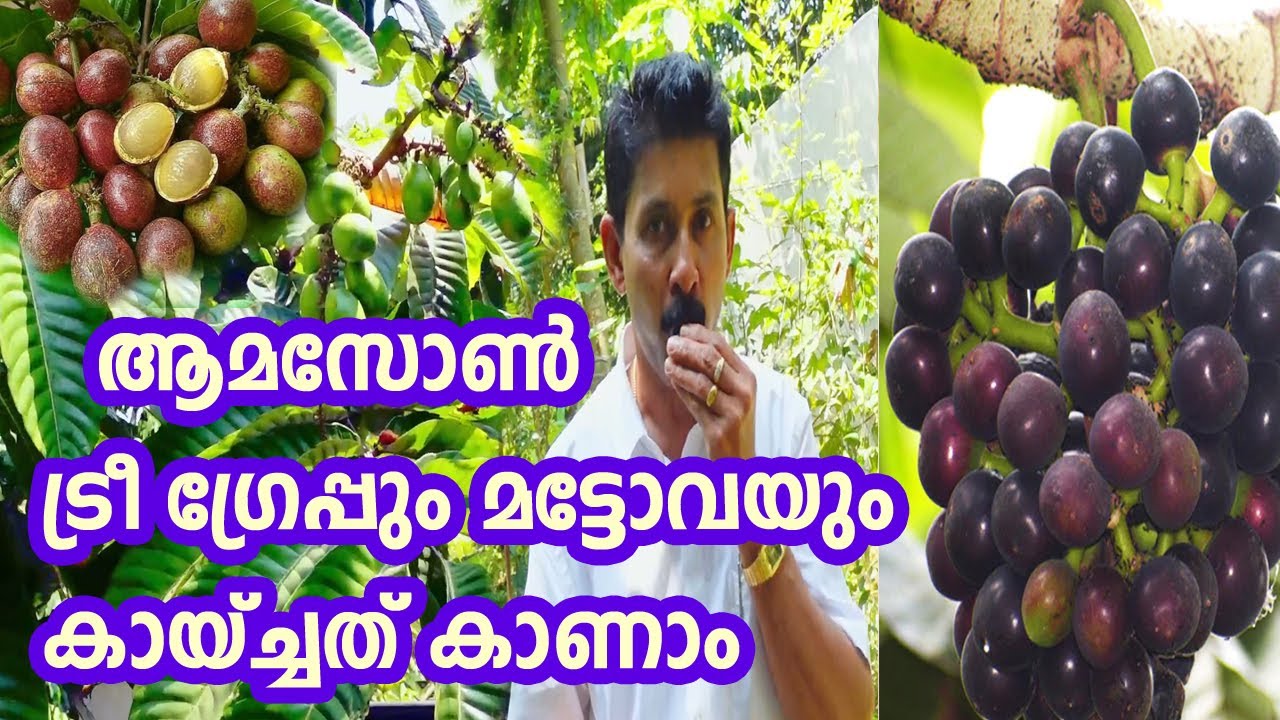 ആമസോൺ ട്രീ ഗ്രേപ്പും മട്ടോവയും കായ്ച്ചത് കണ്ടാലോ  Amazon Tree Grape Exotic Fruit Plants
