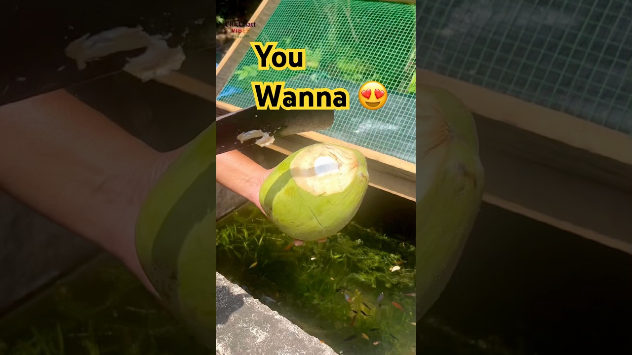 From Tree to Glass 🥥 Fresh King Coconut in Minutes! #TropicalLife #FarmToGlass #island