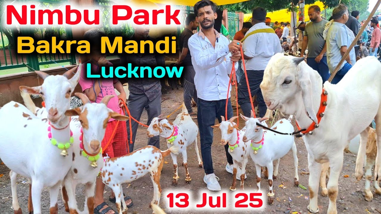 Sunday नींबु पार्क बकरा मंडी |13/07/25 |Nimbu Park Bakra mandi Lucknow 