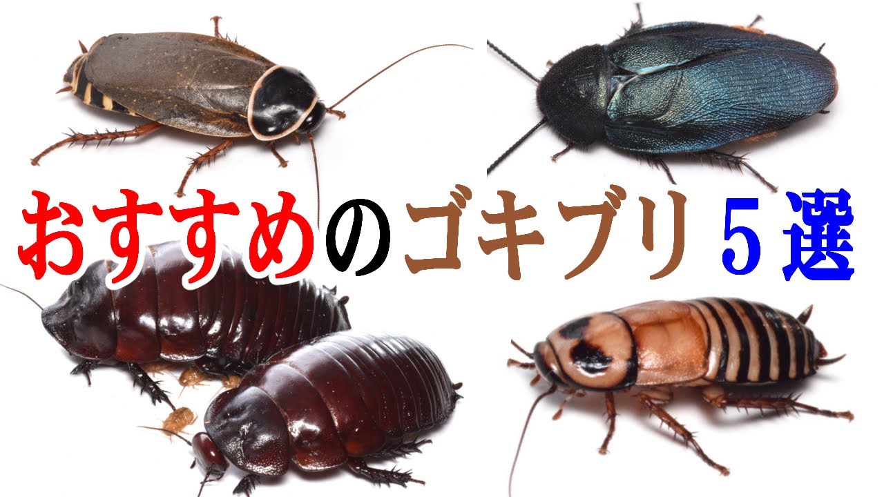90種以上のゴキブリを飼育する部屋がやばすぎた！！！