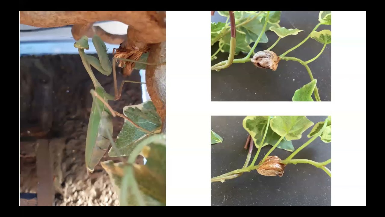 Indische Riesengottesanbeterin Hierodula Membranacea Haltung