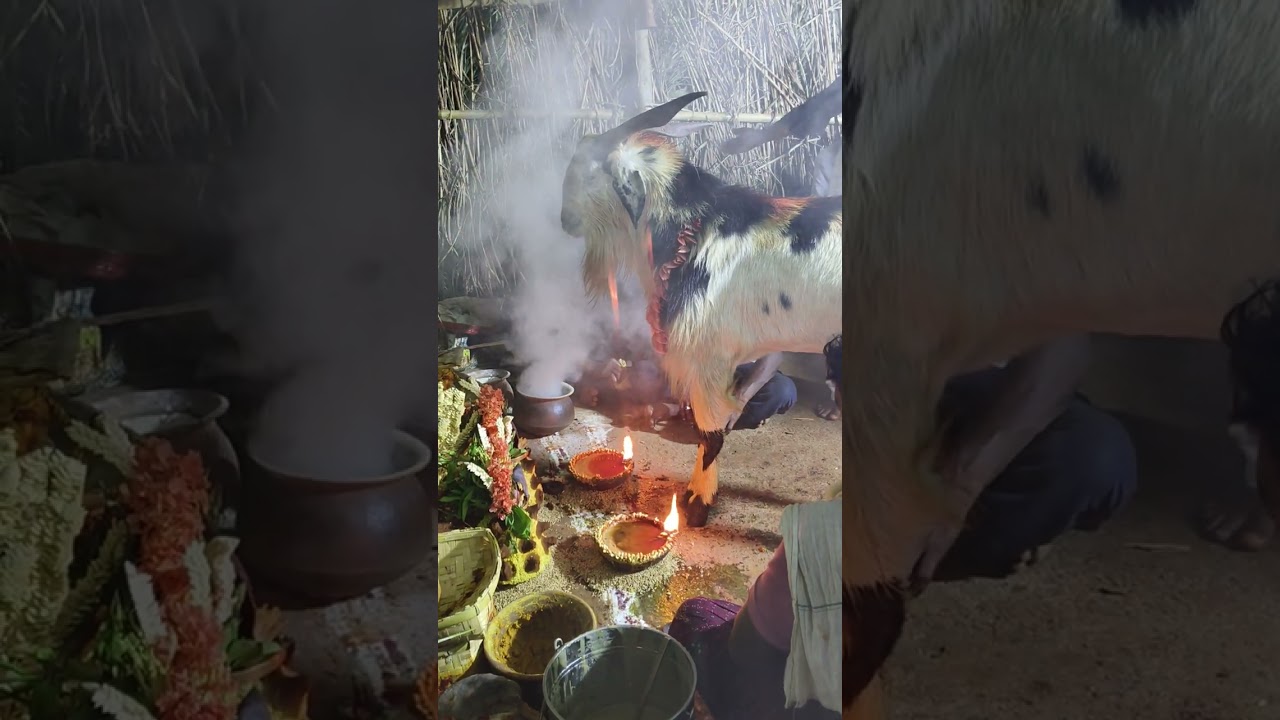 Kaaki ramu gollachaduvu