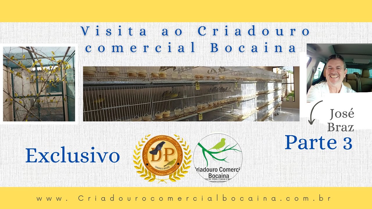 Maior criatório de canário da terra do Brasil. Parte 3. #canário da terra