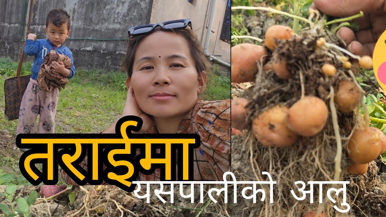 Harvesting vegetables || potatoes & green vegetables||villagelife vlog #harvesting 
