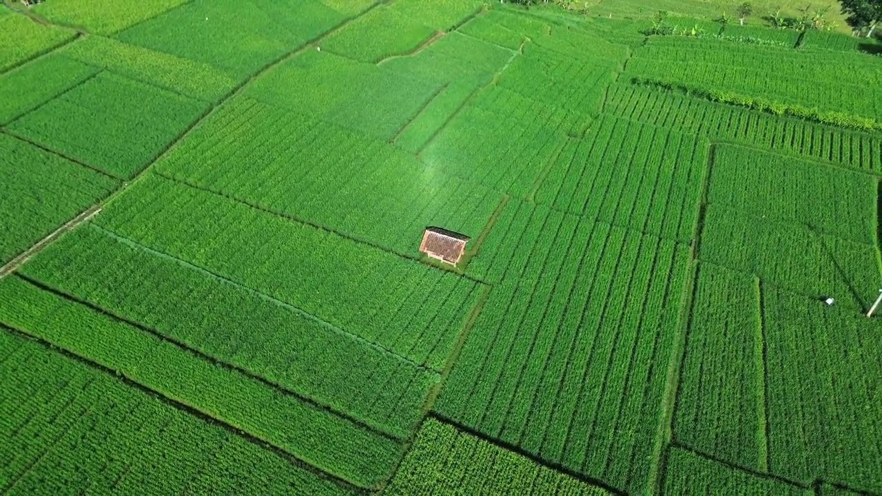 Suasana pagi d kampung Jawa Barat #sawah 