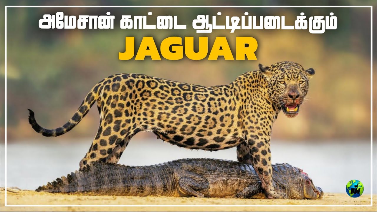 Jaguar | அமேசான் காட்டை எப்படி இது ஆட்டிப்படைக்கிறது? | 5 Interesting Facts About Jaguars | BioWorld