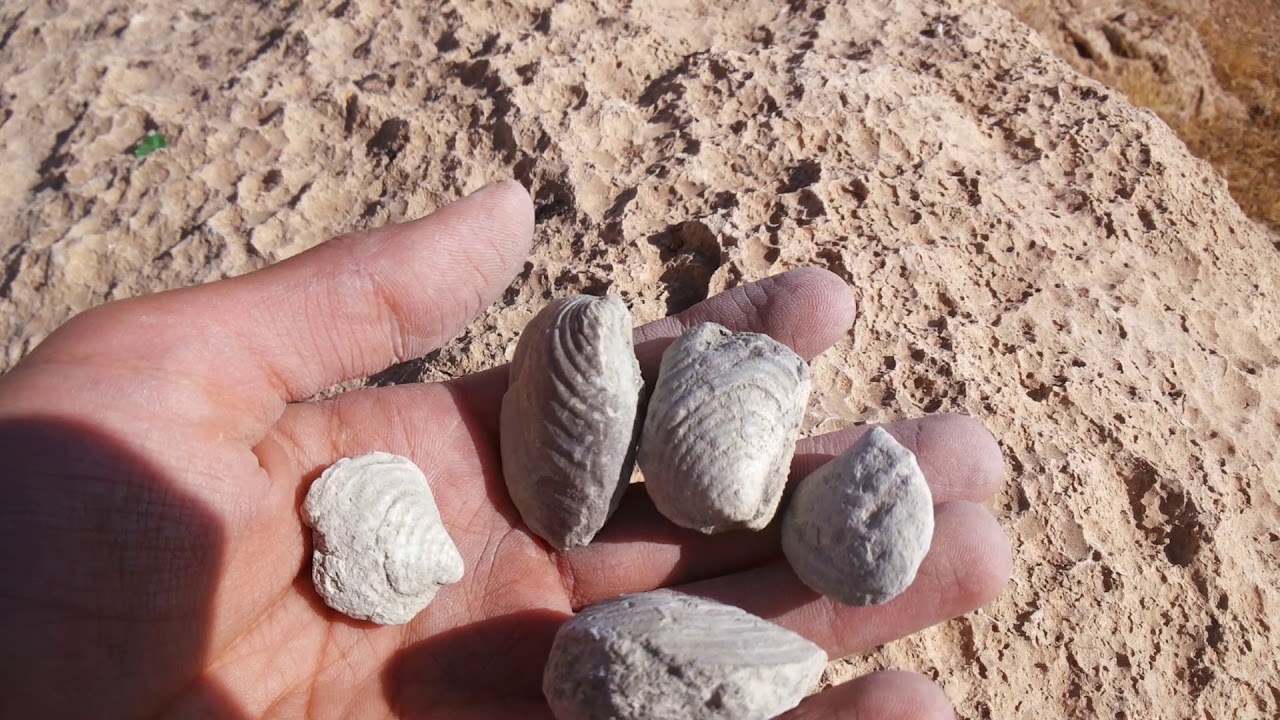 fossil hunting episode 7(fossil in marlstone)