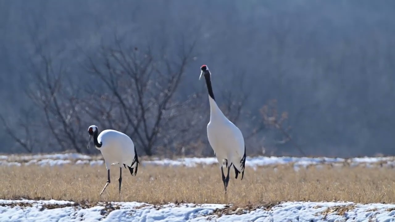 단정학의 하루