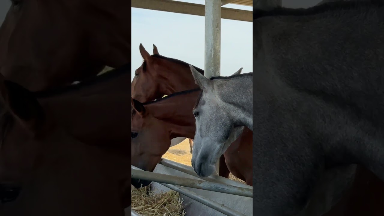 Historia de YEGUADA TORRELUNA 🐴 