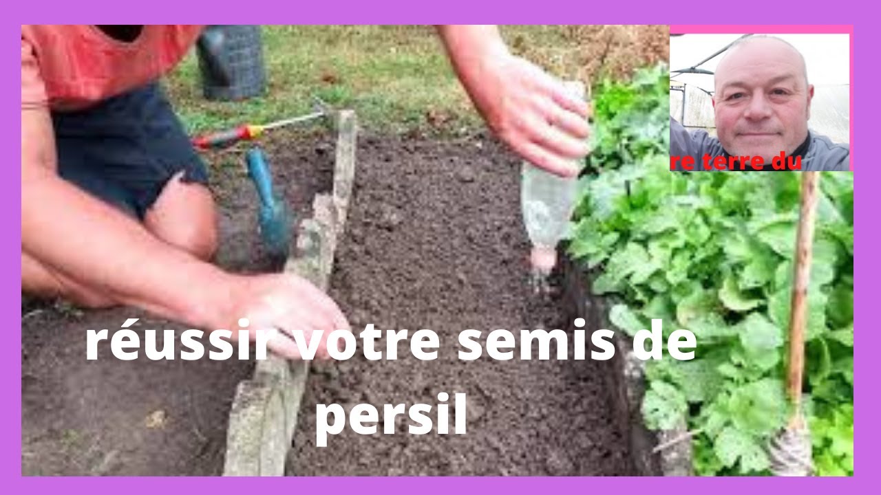Semer le persil à la bouteille et repiquage de batavias