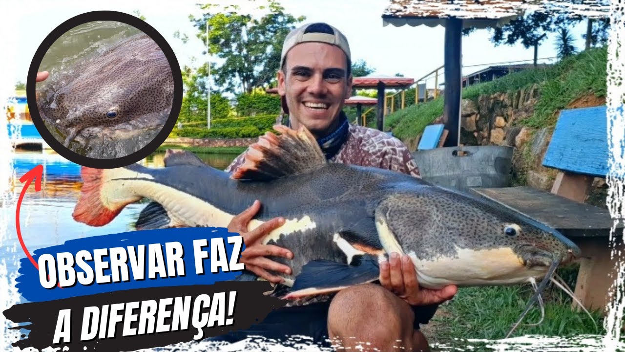 DICAS PARA A PESCA DE GIGANTES PEIXES DE COURO! Pescaria