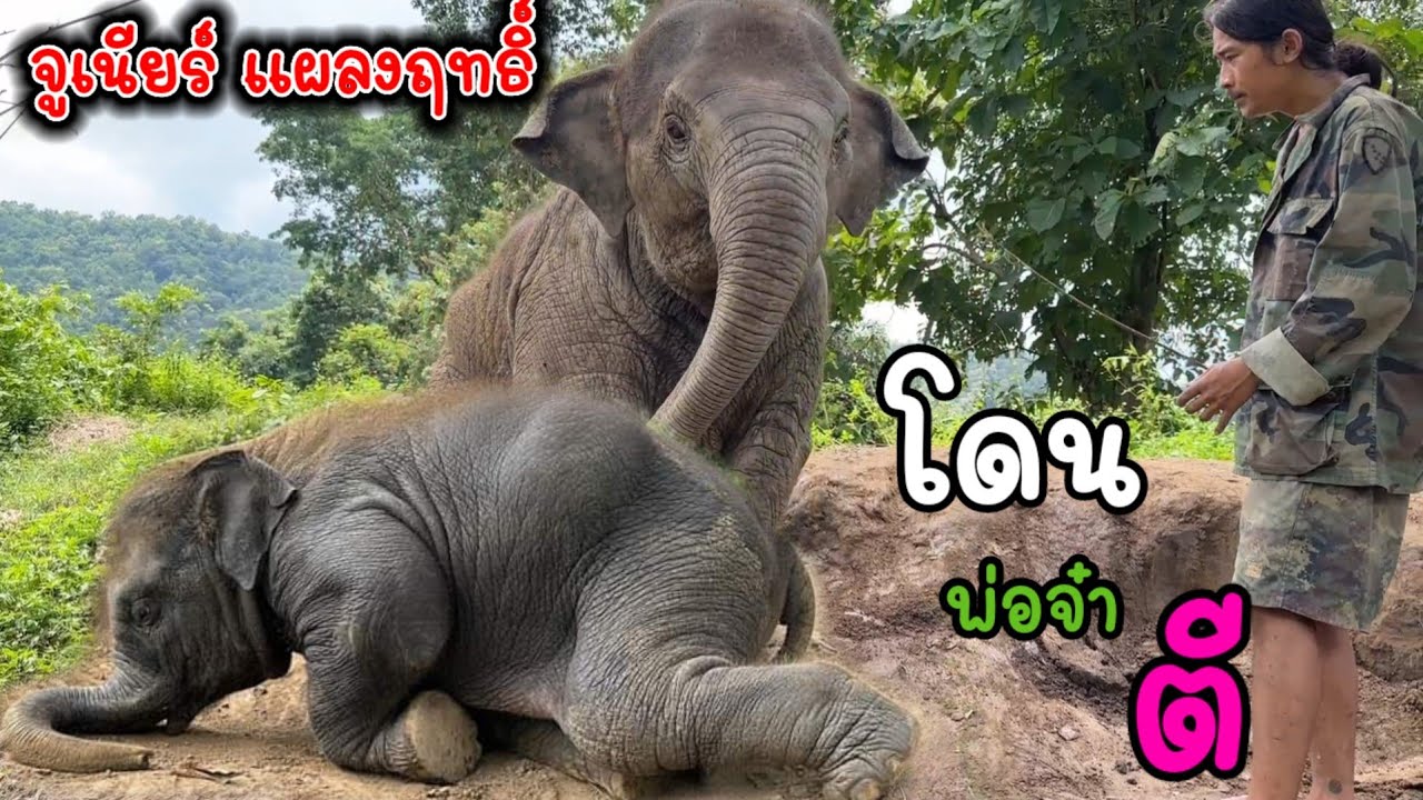 จูเนียร์ แผลงฤทธิ์ อีกแล้ว ‼️รอบนี้เล่นซนอะไร พ่อจ๋าไม้เรียดฟาดเลย