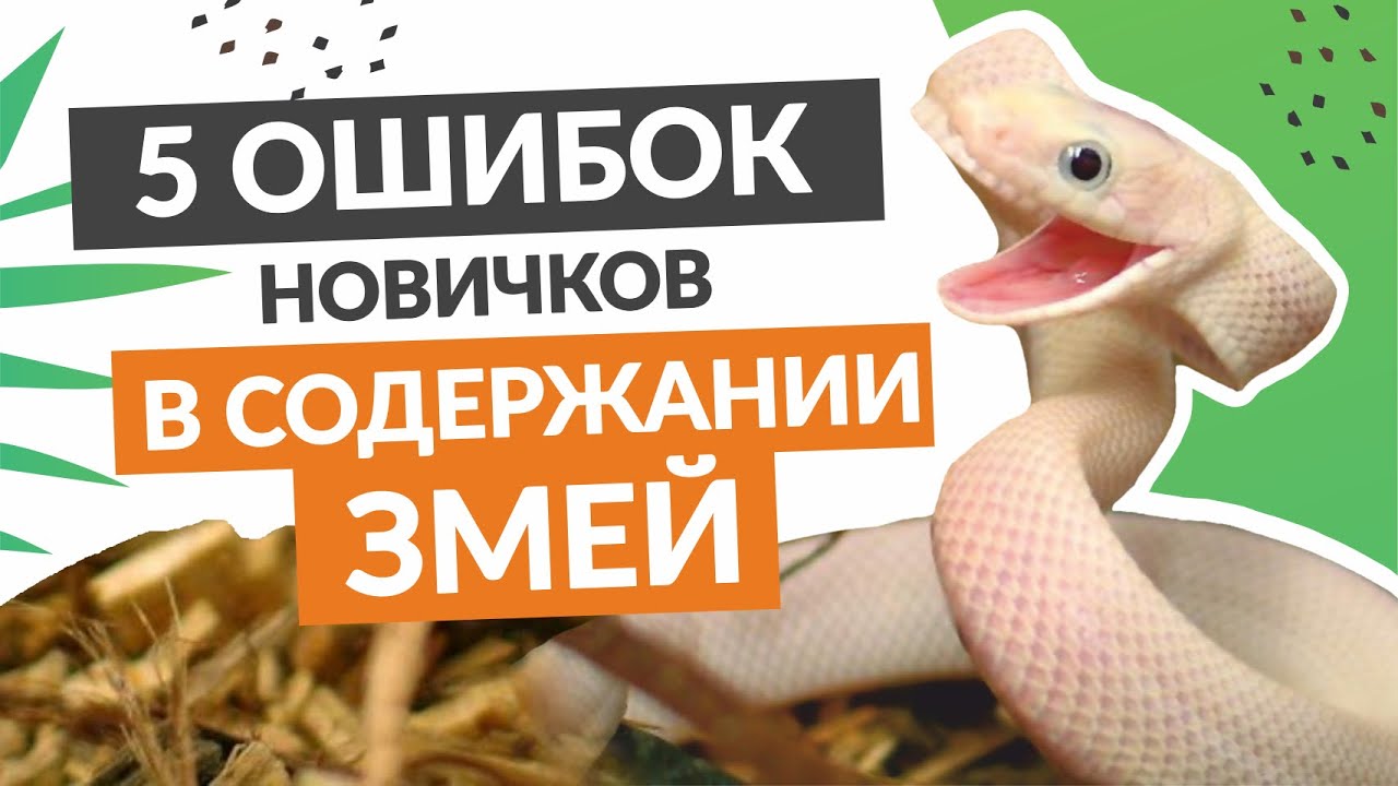 5 основных ошибок новичков в содержании змей.