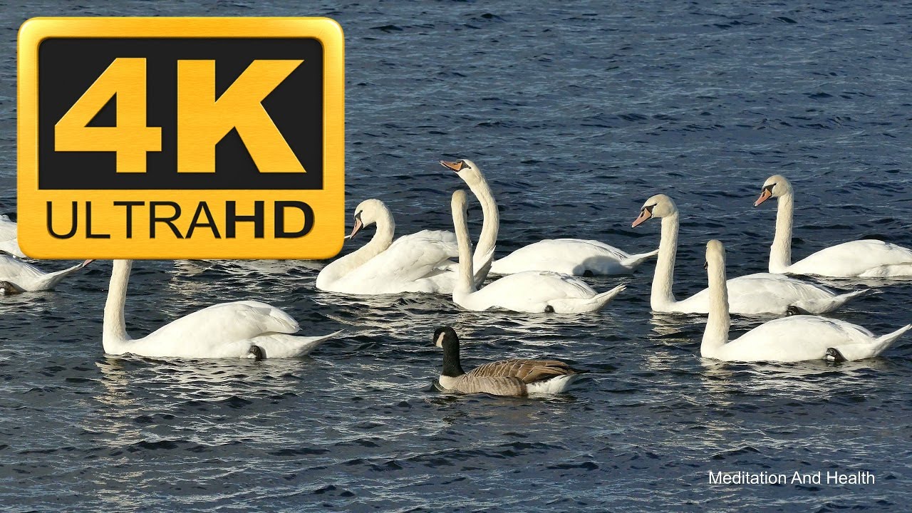 Duck Relaxing Instrumental Meditation Music Video