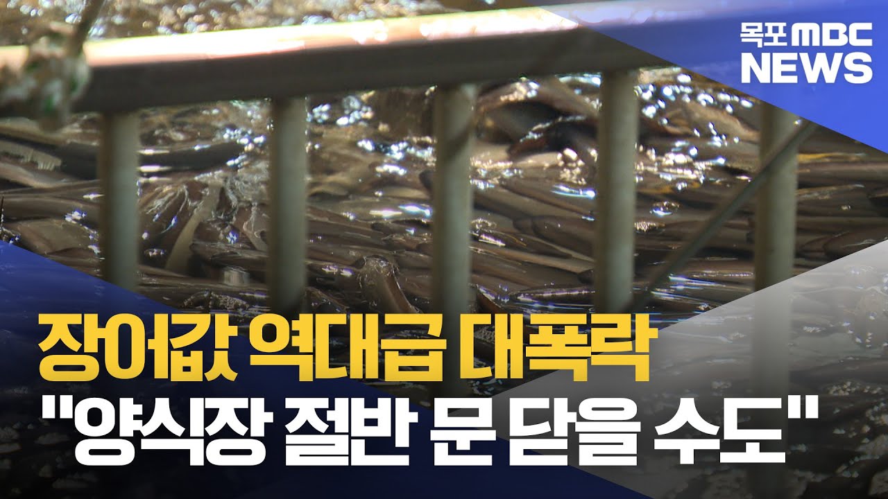 장어값 '역대급 대폭락'..