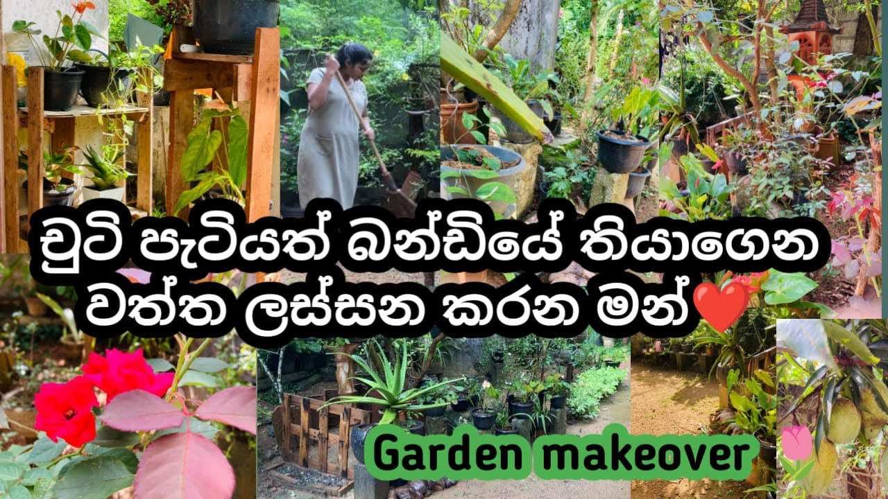 චුටි පැටියත් බන්ඩියේ තියාගෙන හිතේ හැටියට වත්ත ලස්සන කරමු☺️ /Garden makeover/@BuddhisStory / #buddhi 