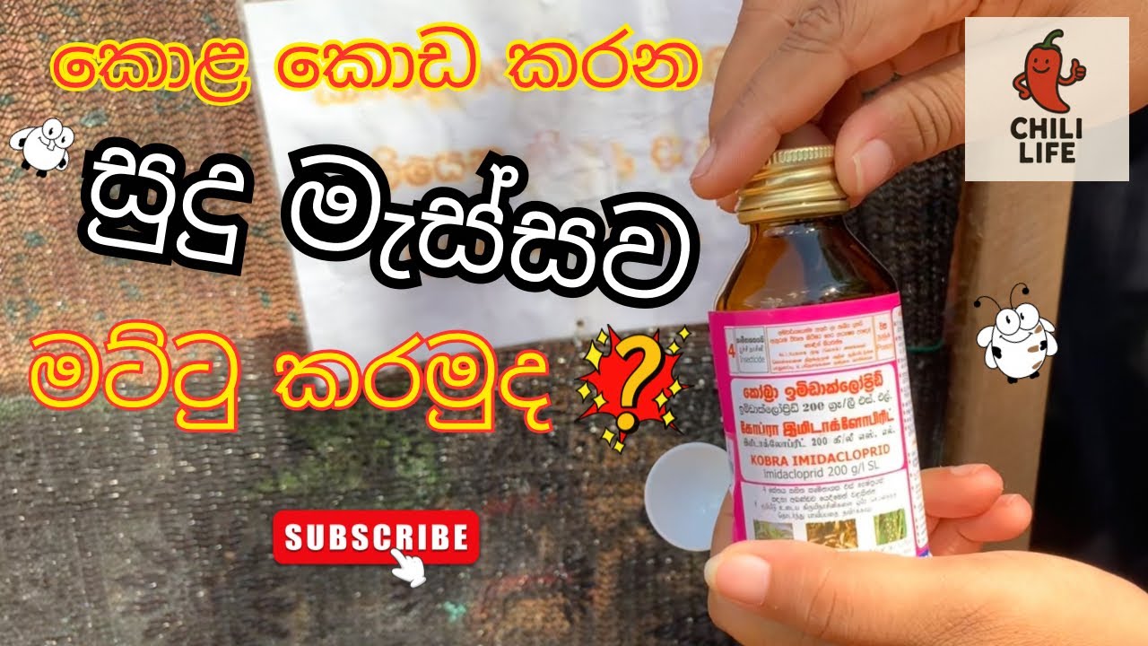 සුදු මැස්සට දුවන්න දුන්න බෙහෙත 🪰🚫 #scotchbonnet #නයිමිරිස් #whiteflycontrol 