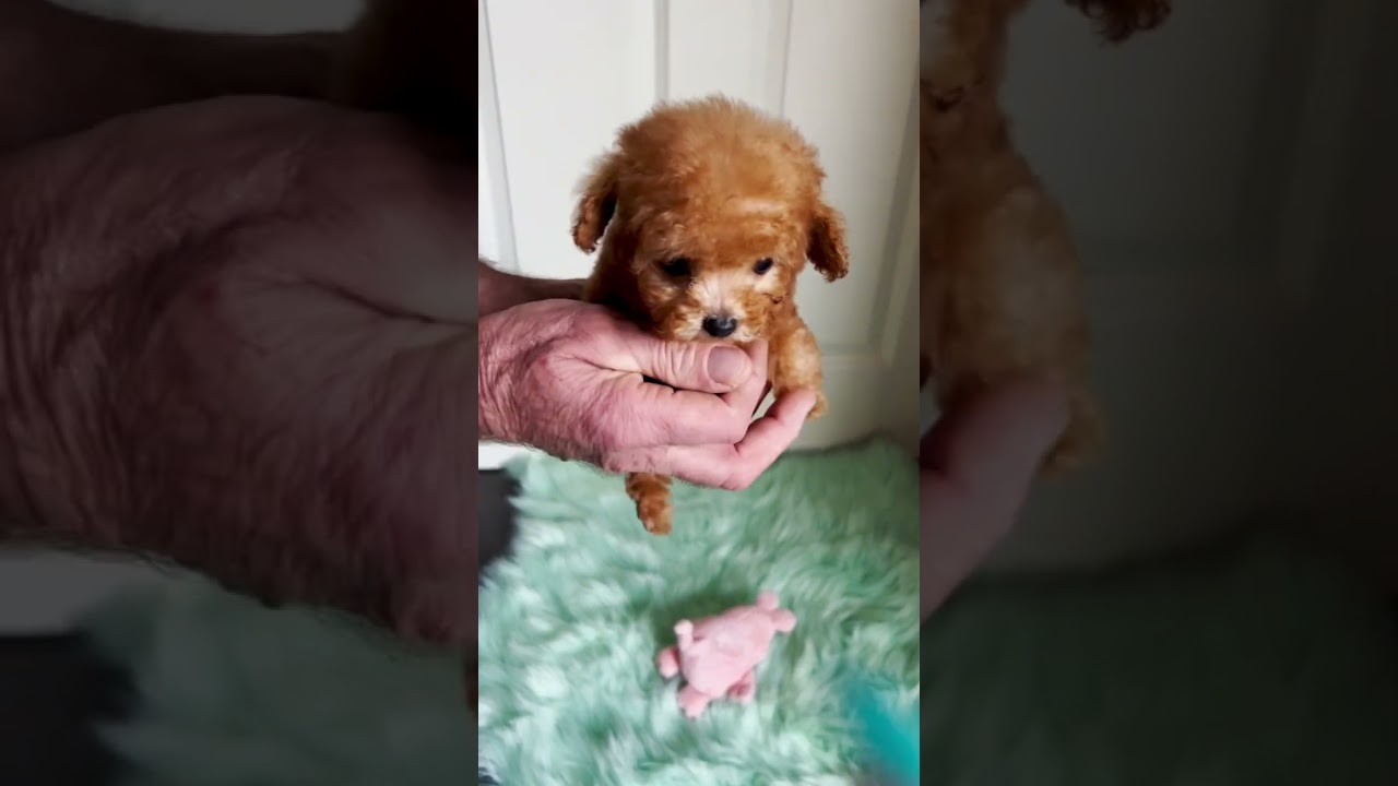 Asiatischer Teacup Pudel Mishi