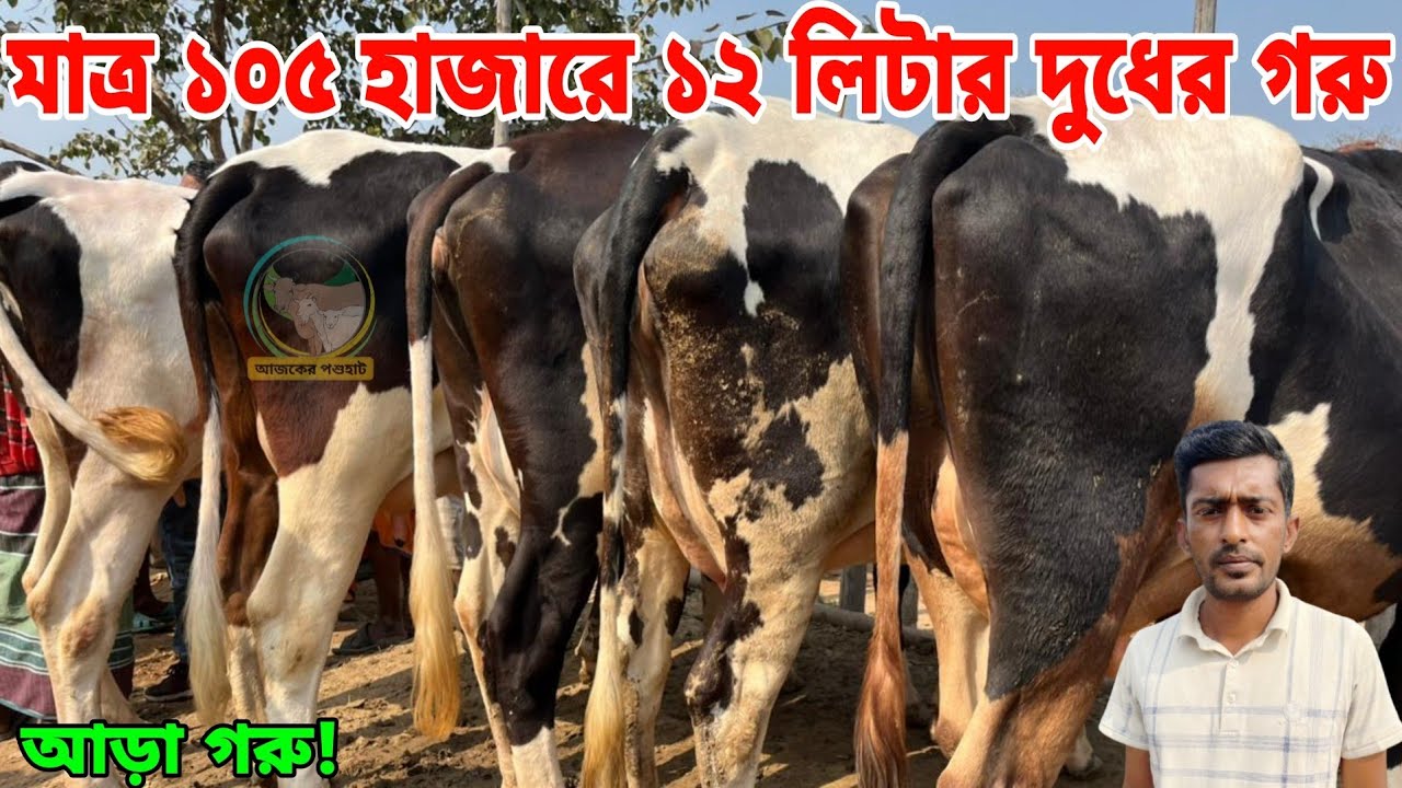 সীমিত দামে গরু! মাত্র ১০৫ হাজারে ১২ লিটার দুধ ও ১১৫ হাজারেও ১২ লিটার বকনা গাভী। অগ্রিম টাকা দিবেন না