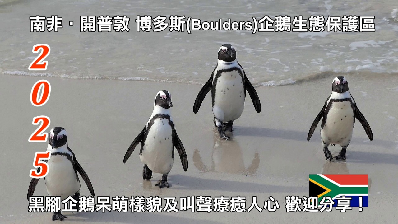 2025南非第3輯│去有企鵝的地方打卡│開普敦│博多斯(Boulders Beach)企鵝保護區│黑腳企鵝呆萌樣貌及叫聲可愛又療癒人心│與您共享！！