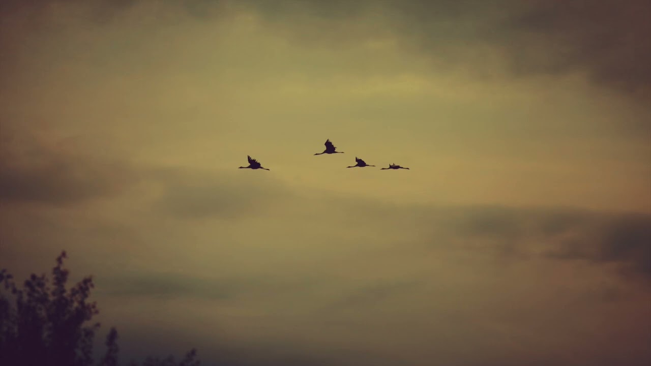 Klangor- głos żurawi