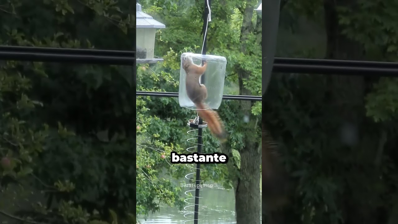 Creó La Trampa PERFECTA… Pero Las Ardillas La Derrotaron 😱🐿️