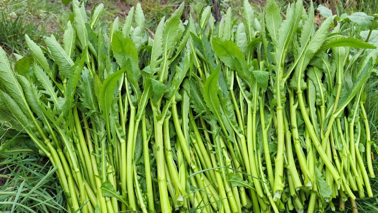 เก็บผัก7ชนิดผักกาดหวานฝรั่งงามๆเก็บทุกผักทีกินได้ผักป่าเยอรมัน