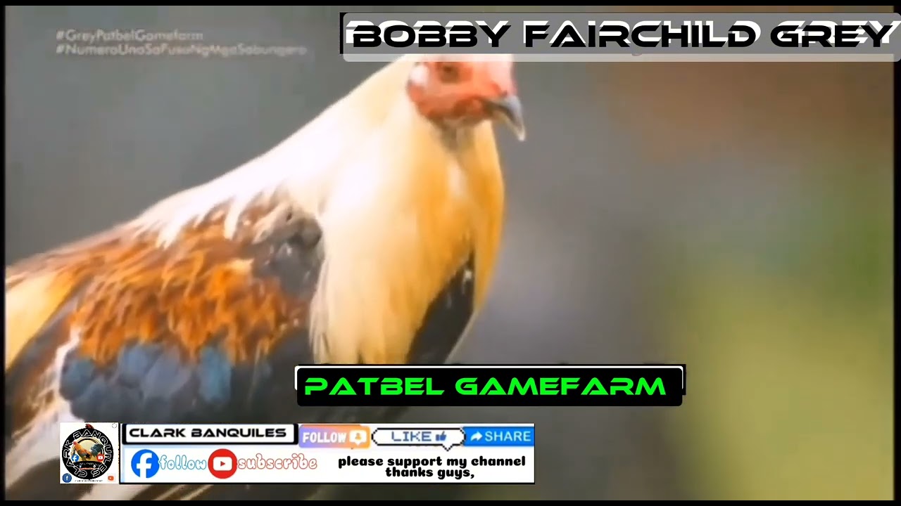 Mr, Bobby Fairchild / PATBEL GAMEFARM, from Bacolod City