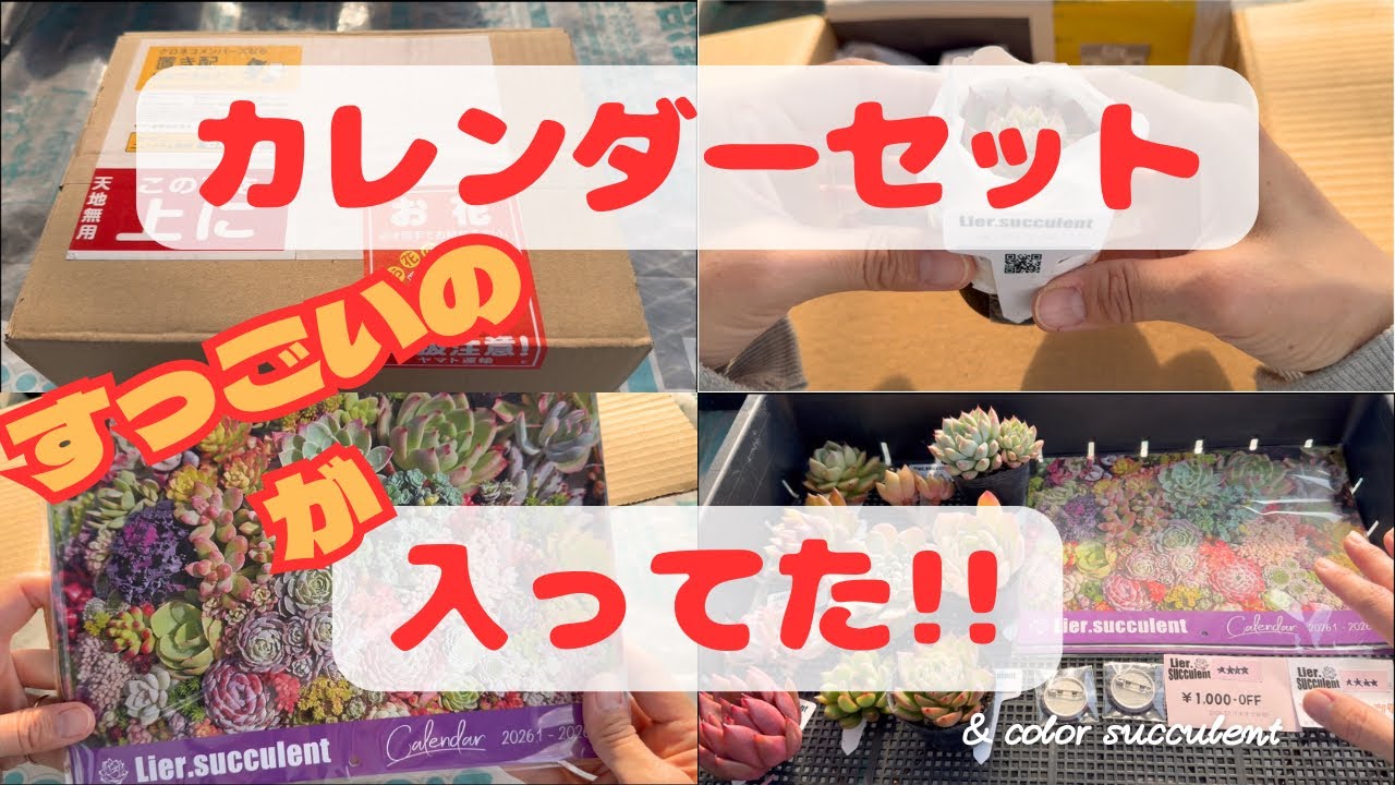 【多肉植物】2026年のリエールカレンダーセット📅想像以上すぎた‼️