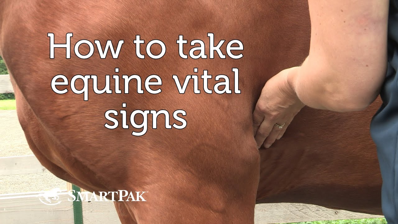 How to take equine vital signs