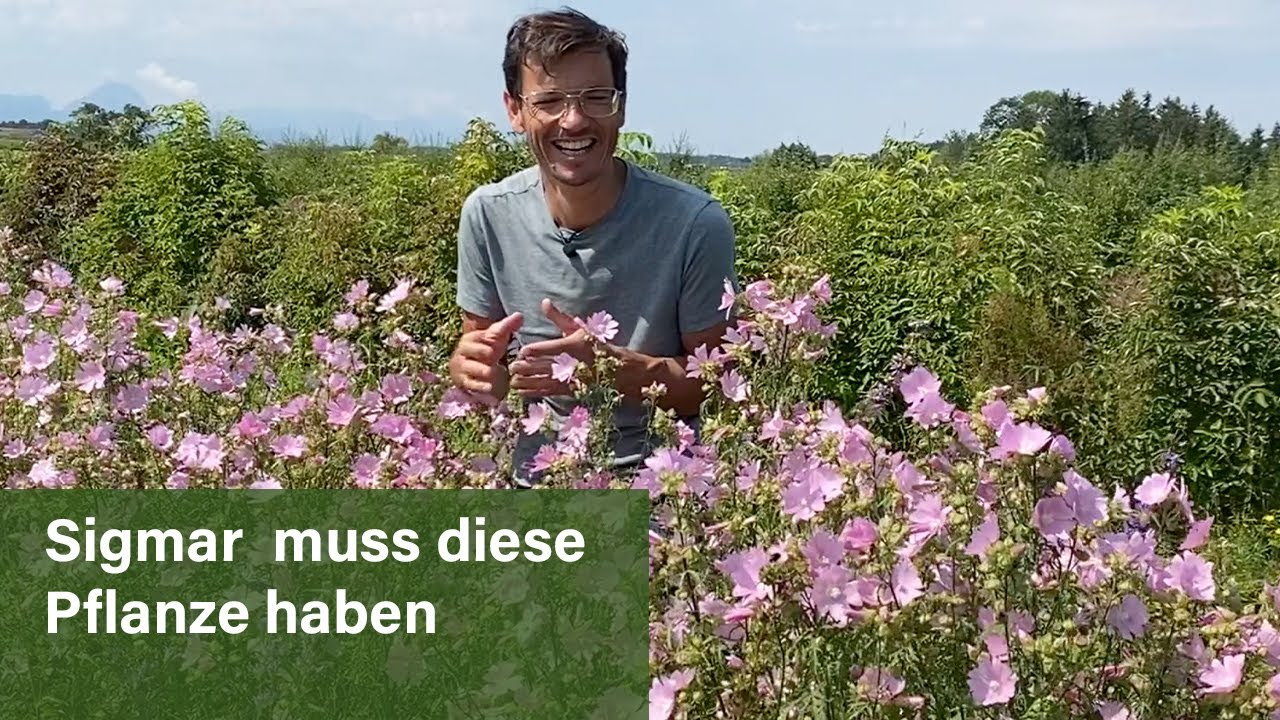 Rosen-Malve - wertvoll für Insekt und Mensch