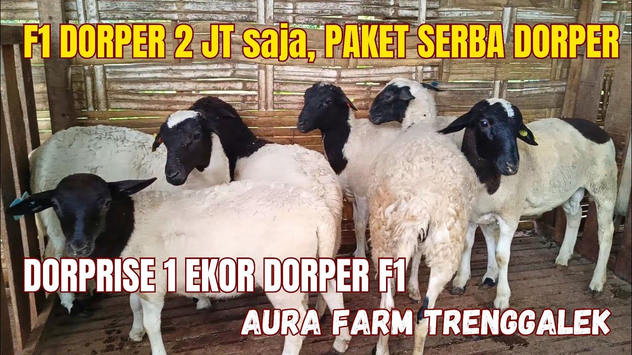 HARGA DOMBA DORPER F1 2 Juta, PAKET BREEDING SERBA F1 DORPER, AWASSI, TEXEL BUNTING, dll.. ❤️‍🔥❤️‍🔥