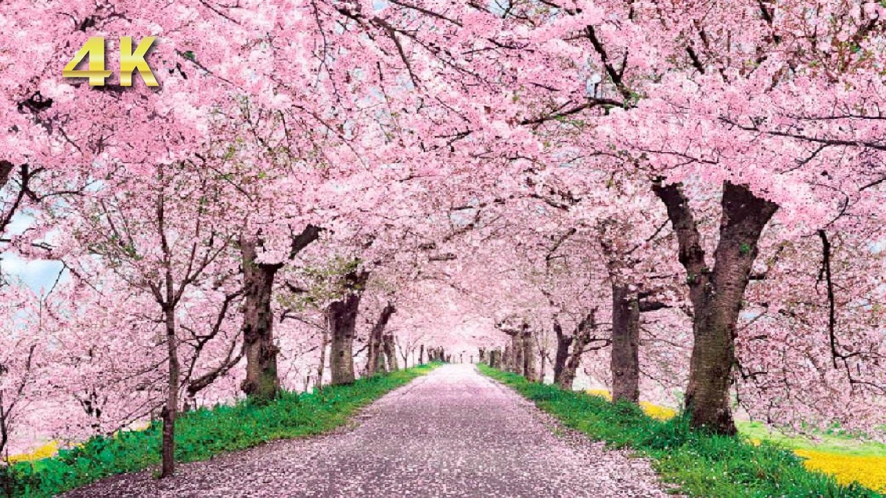 【4K】美しい春の花々が織りなす大自然の絶景｜ピアノのリラックス音楽｜Spring