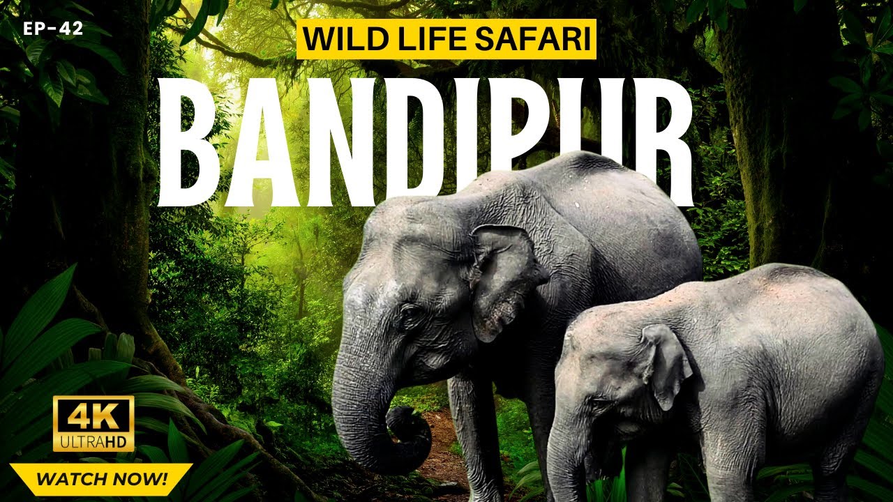 #42 The Wonders of Bandipur Tiger Reserve: The Ultimate Jungle Safari Adventure|Bandipur Safari Park