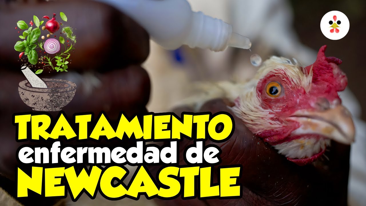 Tratamiento para gallinas enfermas con Newcastle 🐔Signos, prevención y soluciones naturales