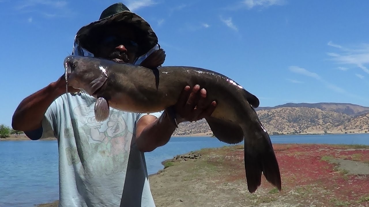 BIG CHANNEL CATS ... ' LAKE BERRYESSA'