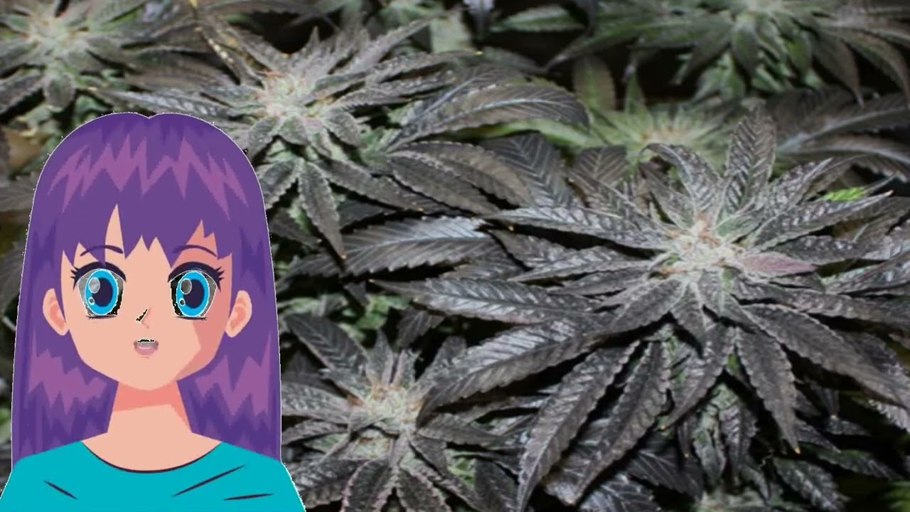 Purple Swish &ndash; Rare Dankness Seeds