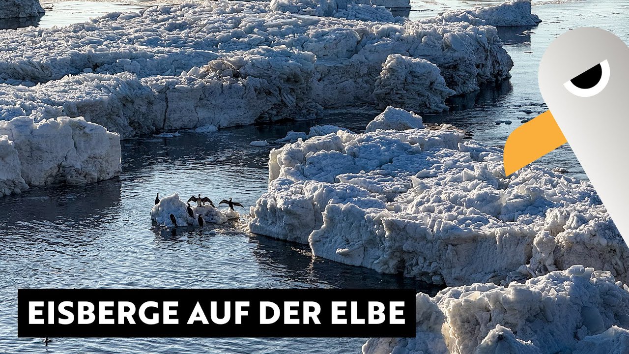 Geesthacht: Meterhohe Eisberge auf der Elbe nach Eisbrecher-Einsatz 🥶